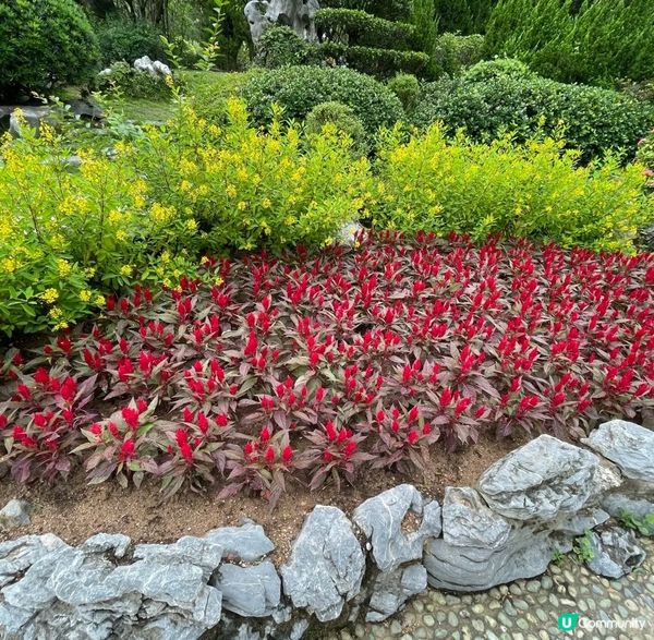 屯門公園有個賞花好地方 （香花園）這個西式園景內種植了七彩繽...