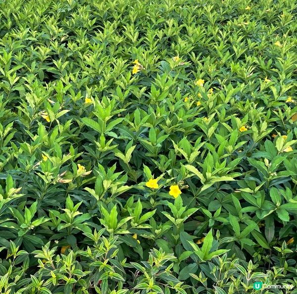 香港公園嘅人工湖範圍內，還有小橋流水，小瀑布和大瀑布，呢度仲...