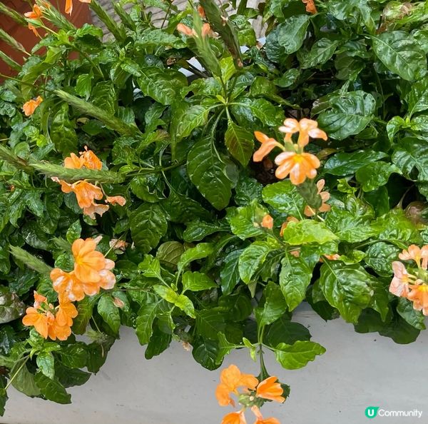 香港公園嘅人工湖範圍內，還有小橋流水，小瀑布和大瀑布，呢度仲...