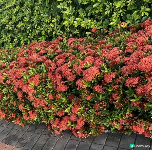 香港公園嘅人工湖範圍內，還有小橋流水，小瀑布和大瀑布，呢度仲...