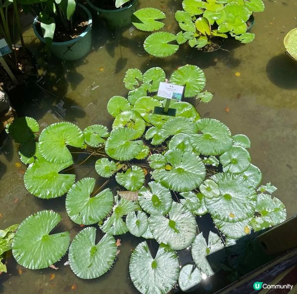 位於香港公園「人工湖」設立了一個蜻蜓自然保育園地，這是整個園...