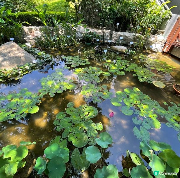 位於香港公園「人工湖」設立了一個蜻蜓自然保育園地，這是整個園...