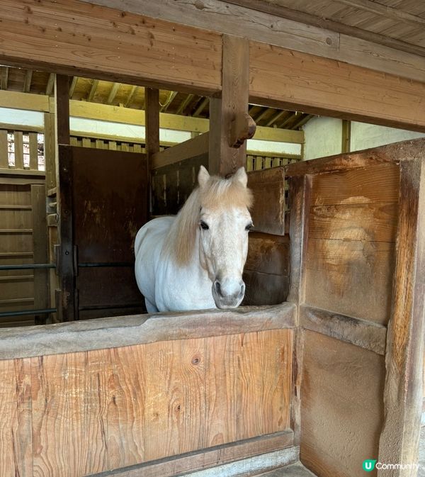 我要介紹嘅就係金都比羅宮位於高松，一個好考體力嘅地方要行不知...
