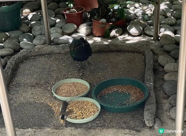 呢個位於元朗公園內的 《百鳥塔》是一個以開放式，免費可供遊人...