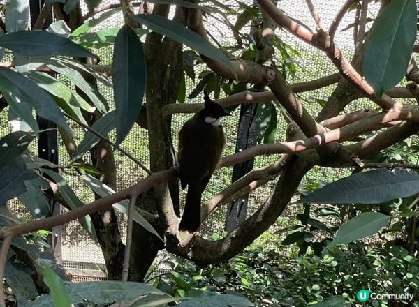 呢個位於元朗公園內的 《百鳥塔》是一個以開放式，免費可供遊人...