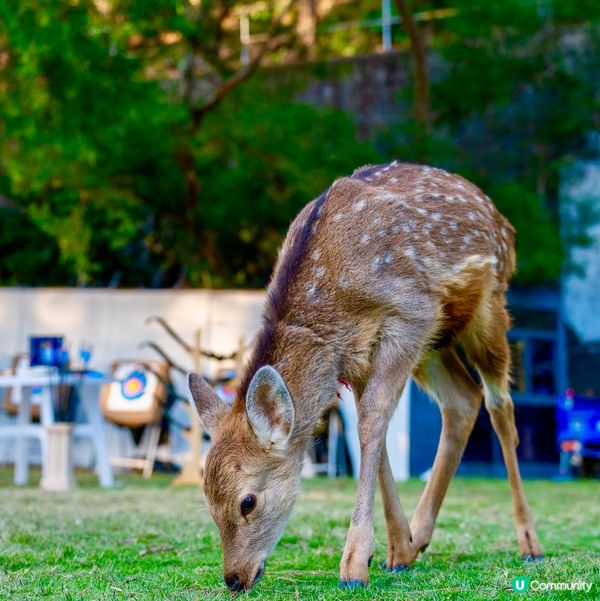 膠囊列車不用去釜山坐！