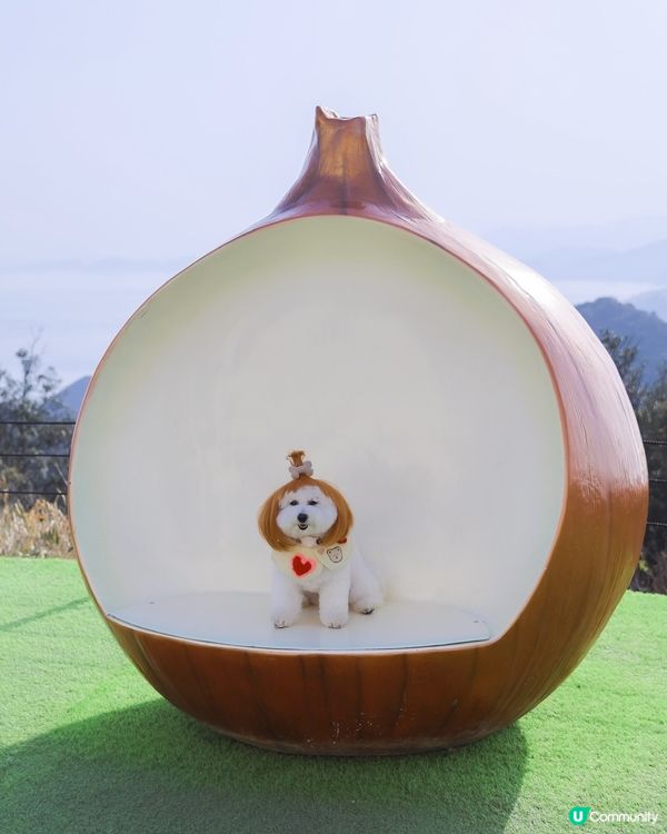 日本小眾旅行地點! 帶狗登上🧅洋蔥星球 