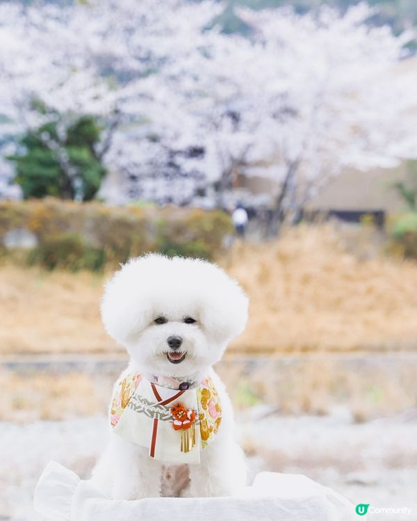 同狗一齊喺日本漫步🐶🌸 可以去邊玩？