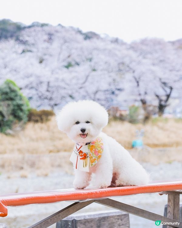 同狗一齊喺日本漫步🐶🌸 可以去邊玩？