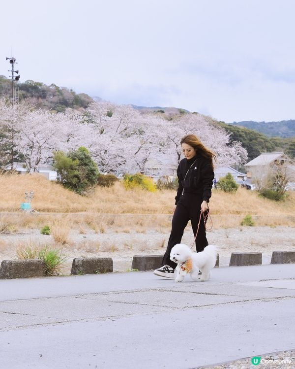 同狗一齊喺日本漫步🐶🌸 可以去邊玩？
