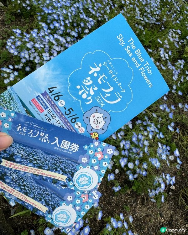 大阪粉蝶花祭✨ 4月限定💙