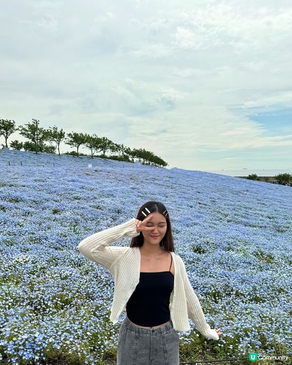 大阪粉蝶花祭✨ 4月限定💙