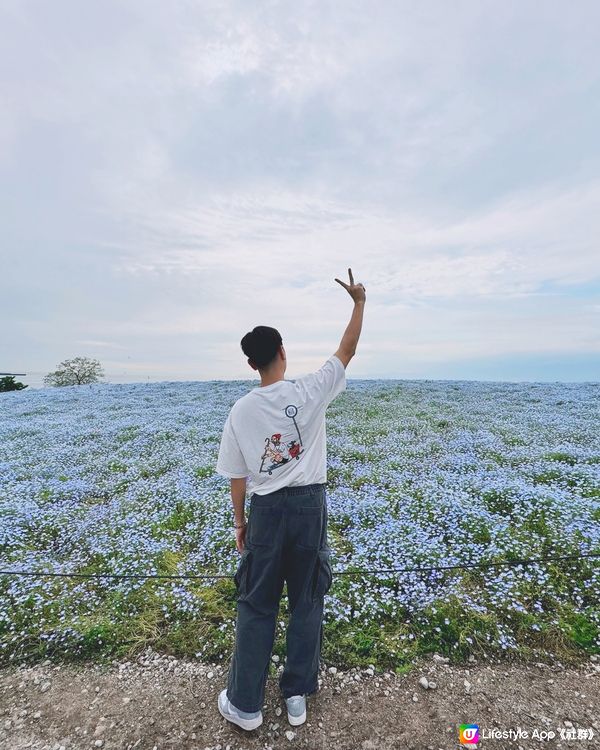 大阪粉蝶花祭✨ 4月限定💙