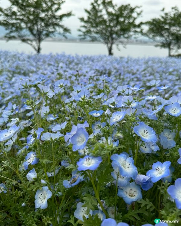 大阪粉蝶花祭✨ 4月限定💙
