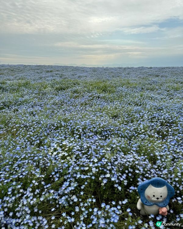 大阪粉蝶花祭✨ 4月限定💙