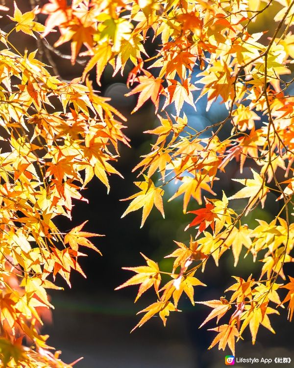 京都親子遊｜連小朋友都愛上賞紅葉🍁