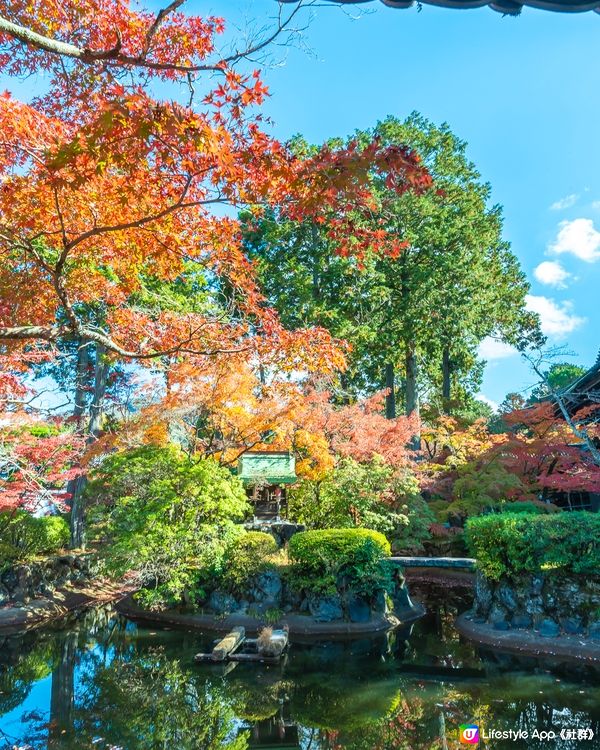 京都親子遊｜連小朋友都愛上賞紅葉🍁