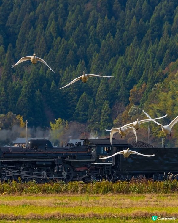 嘩！新潟都有油田？🤩 喺真唔喺呀？