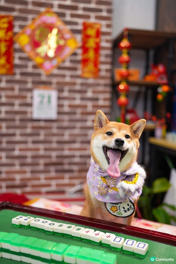 新年必備打牌！