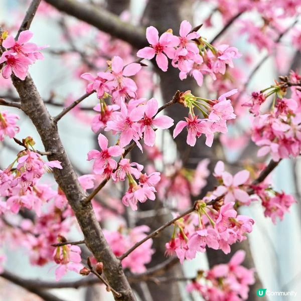 赤鱲角盛開的櫻花