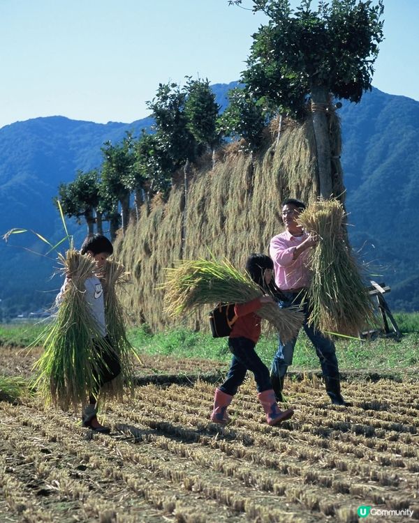  收割稻米田🌾！新潟秋日親子樂🥳！