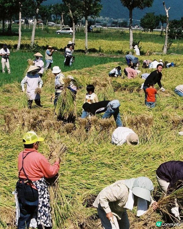  收割稻米田🌾！新潟秋日親子樂🥳！