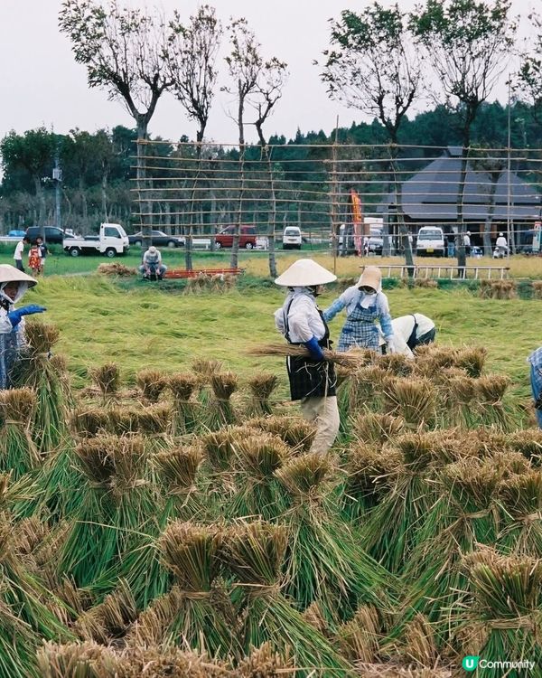  收割稻米田🌾！新潟秋日親子樂🥳！
