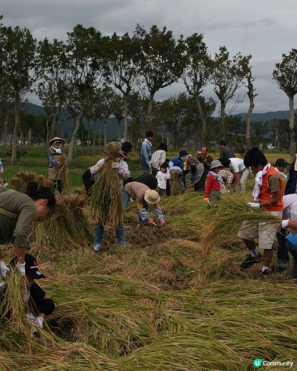  收割稻米田🌾！新潟秋日親子樂🥳！