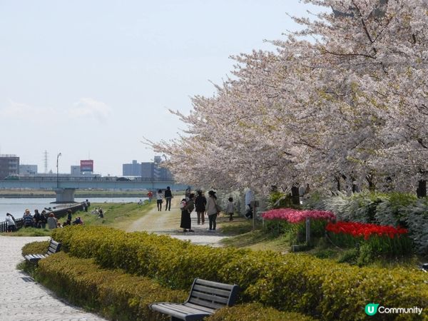 新潟 櫻花鬱金香河畔賞 🌸🌷