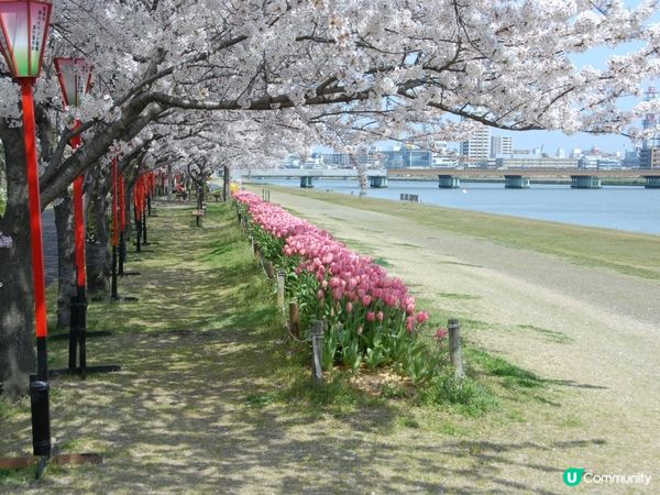 新潟 櫻花鬱金香河畔賞 🌸🌷