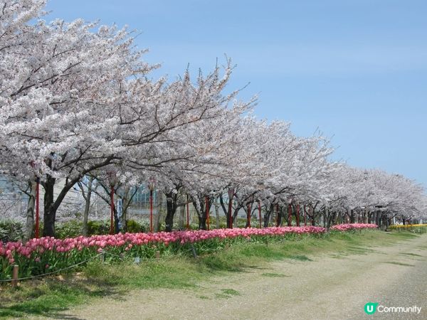 新潟 櫻花鬱金香河畔賞 🌸🌷