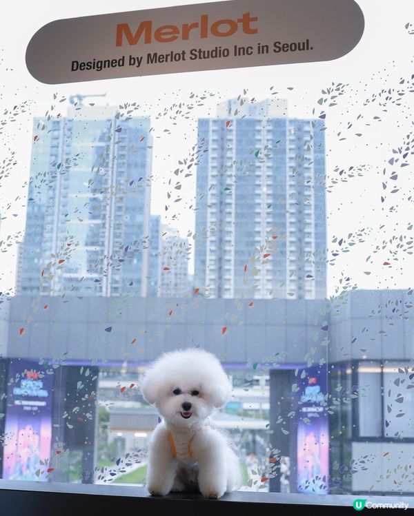 認真問？邊隻狗可以抗拒到夏天物理降溫🤔