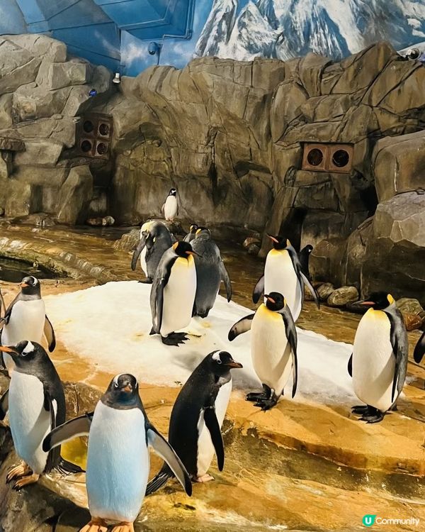 海洋公園企鵝反差萌🤣🐾