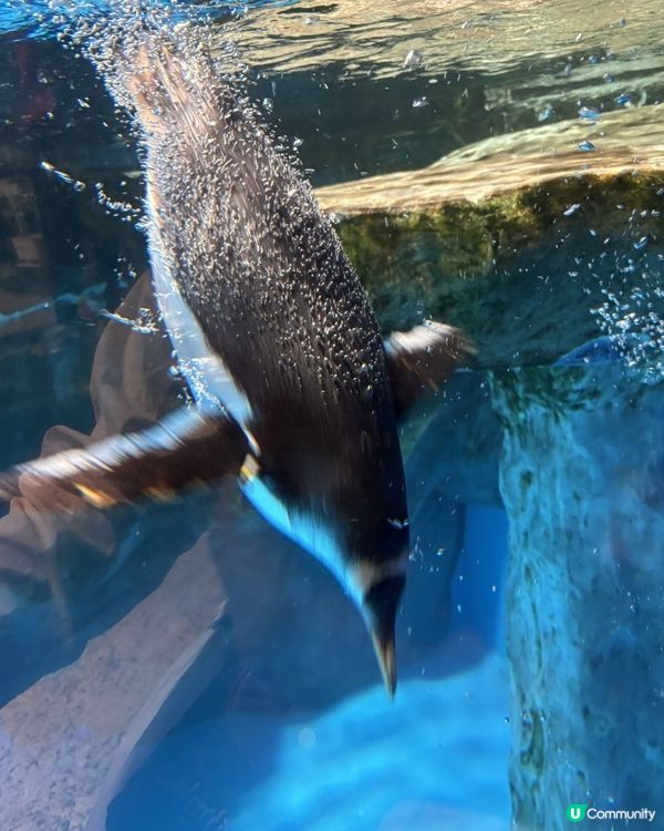 海洋公園企鵝反差萌🤣🐾