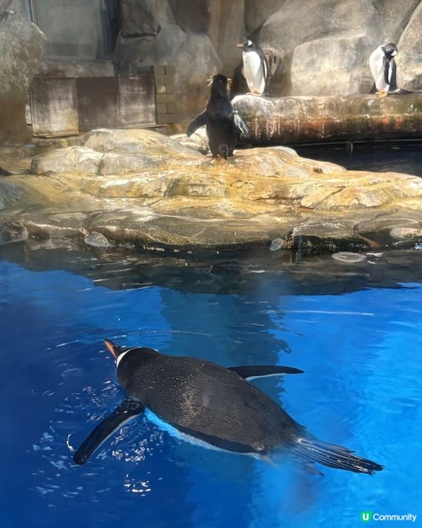 海洋公園企鵝反差萌🤣🐾