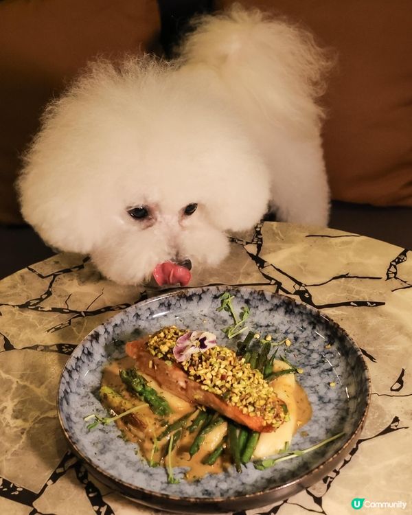 帶狗去食元朗FINE DINING 💭CP值高！ 
