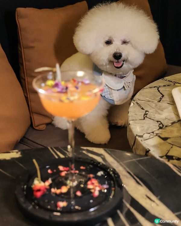 帶狗去食元朗FINE DINING 💭CP值高！ 