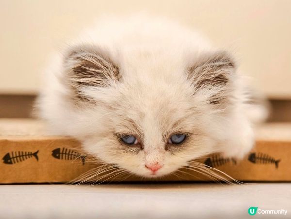 家中新成員-幼貓萌萌照