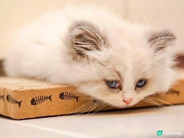 家中新成員-幼貓萌萌照