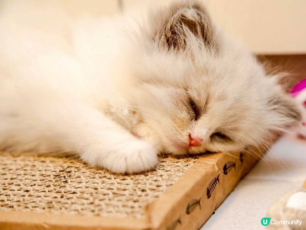 家中新成員-幼貓萌萌照