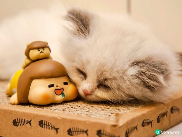 家中新成員-幼貓萌萌照