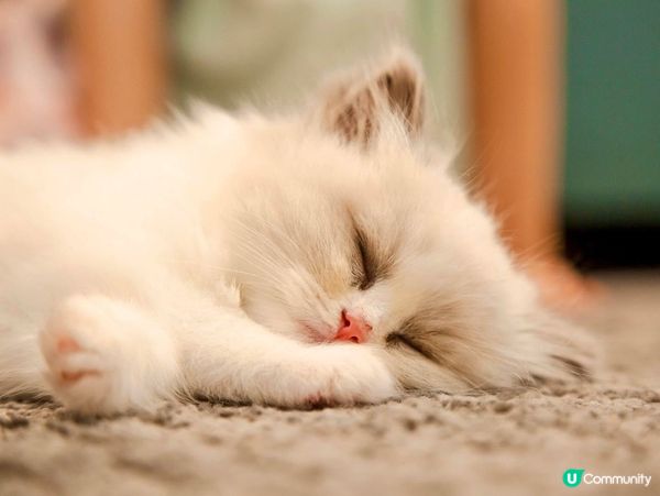 家中新成員-幼貓萌萌照