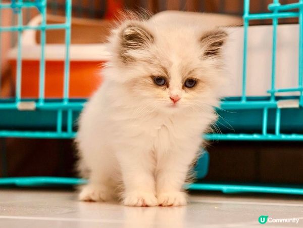 家中新成員-幼貓萌萌照