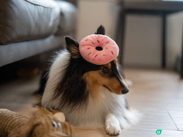 可愛迷你牧羊犬🐶😍