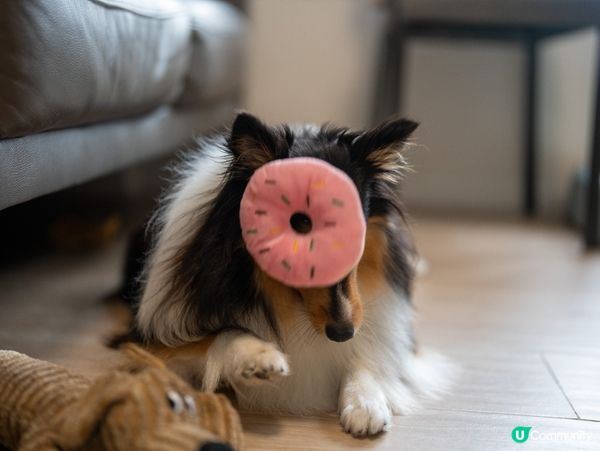 可愛迷你牧羊犬🐶😍