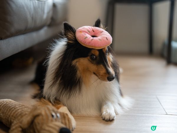 可愛迷你牧羊犬🐶😍