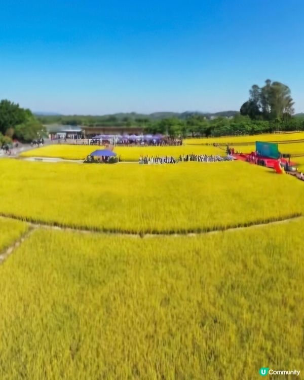 稻田😍開平大沙鎮大塘面村