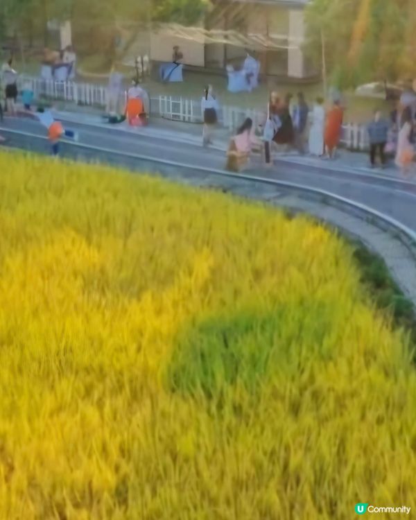 稻田😍開平大沙鎮大塘面村