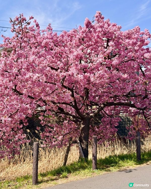 東京賞櫻之旅🌸：粉紅色嘅浪漫邂逅
