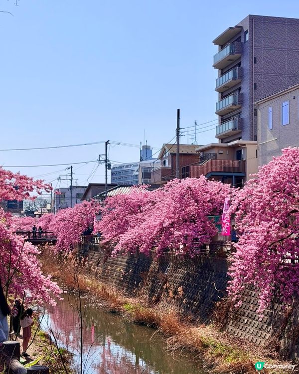 東京賞櫻之旅🌸：粉紅色嘅浪漫邂逅